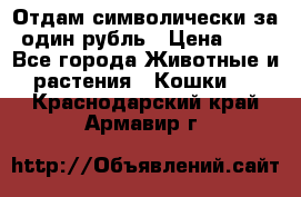 Отдам символически за один рубль › Цена ­ 1 - Все города Животные и растения » Кошки   . Краснодарский край,Армавир г.